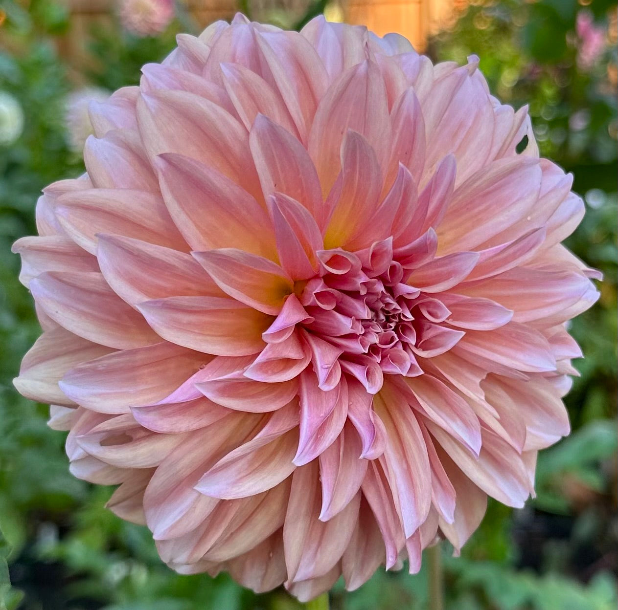 RM Whirligig (LIMIT ONE)