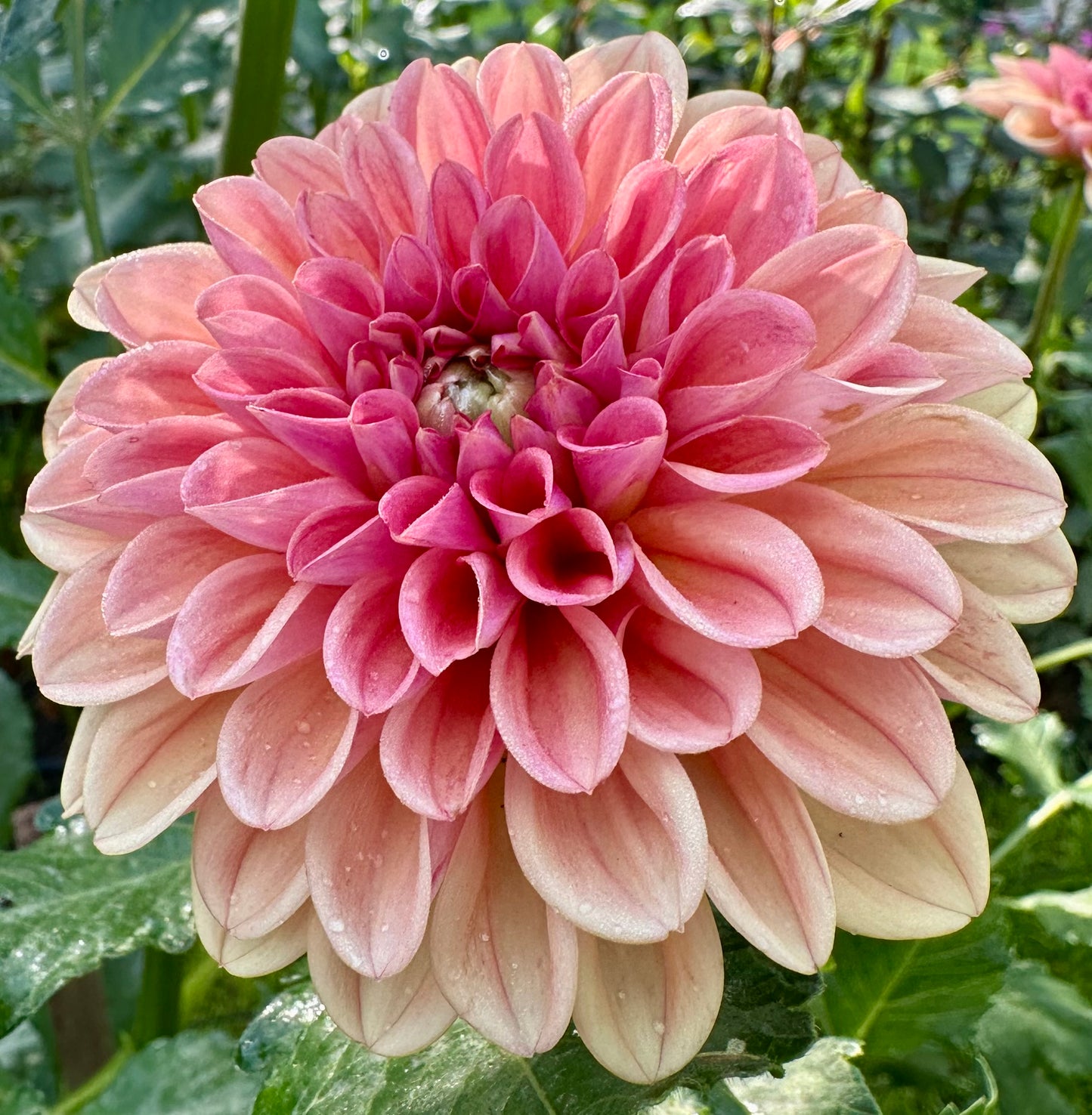 RM Tarnished (LIMIT ONE)