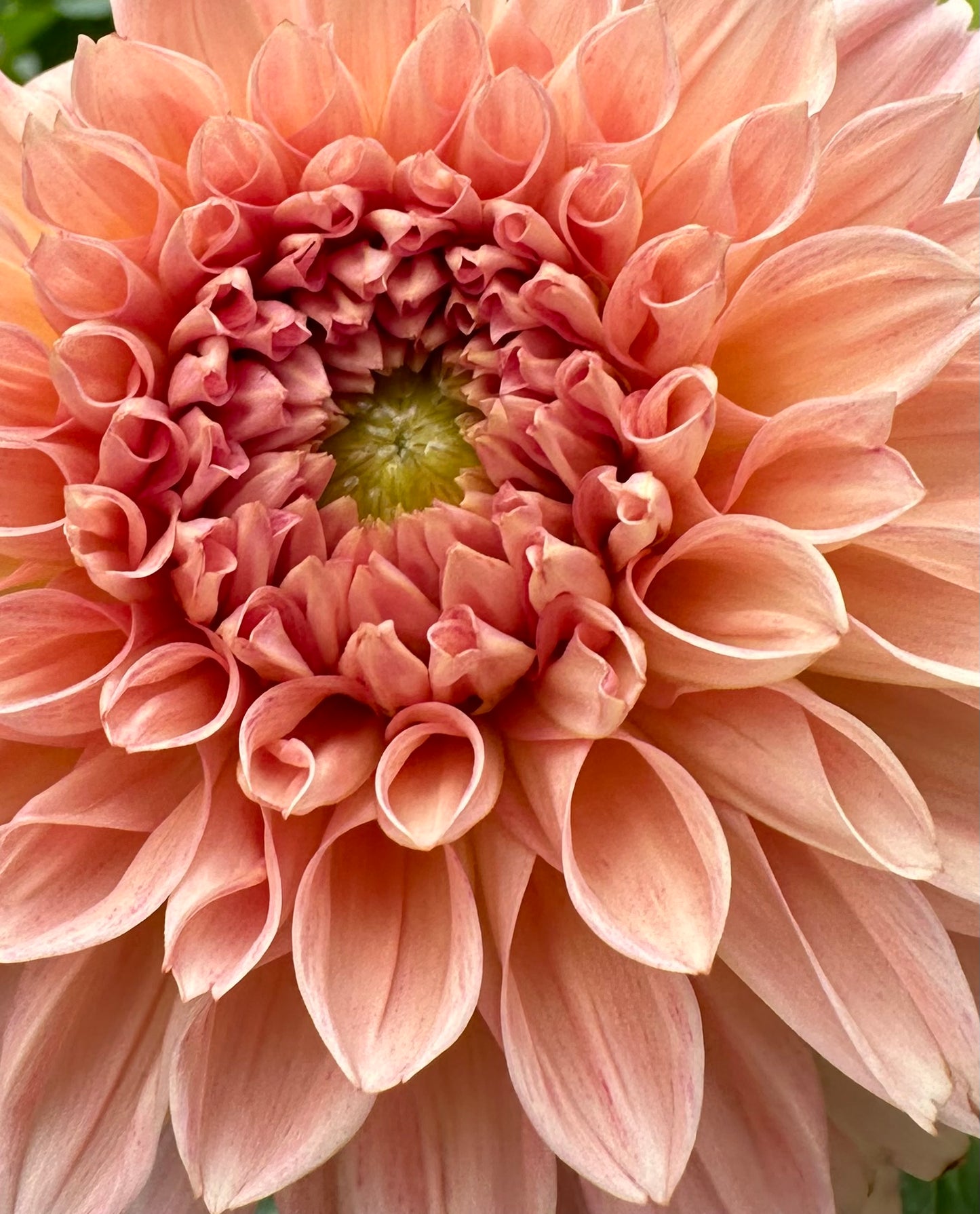 Lakeview Lady (LIMIT ONE)