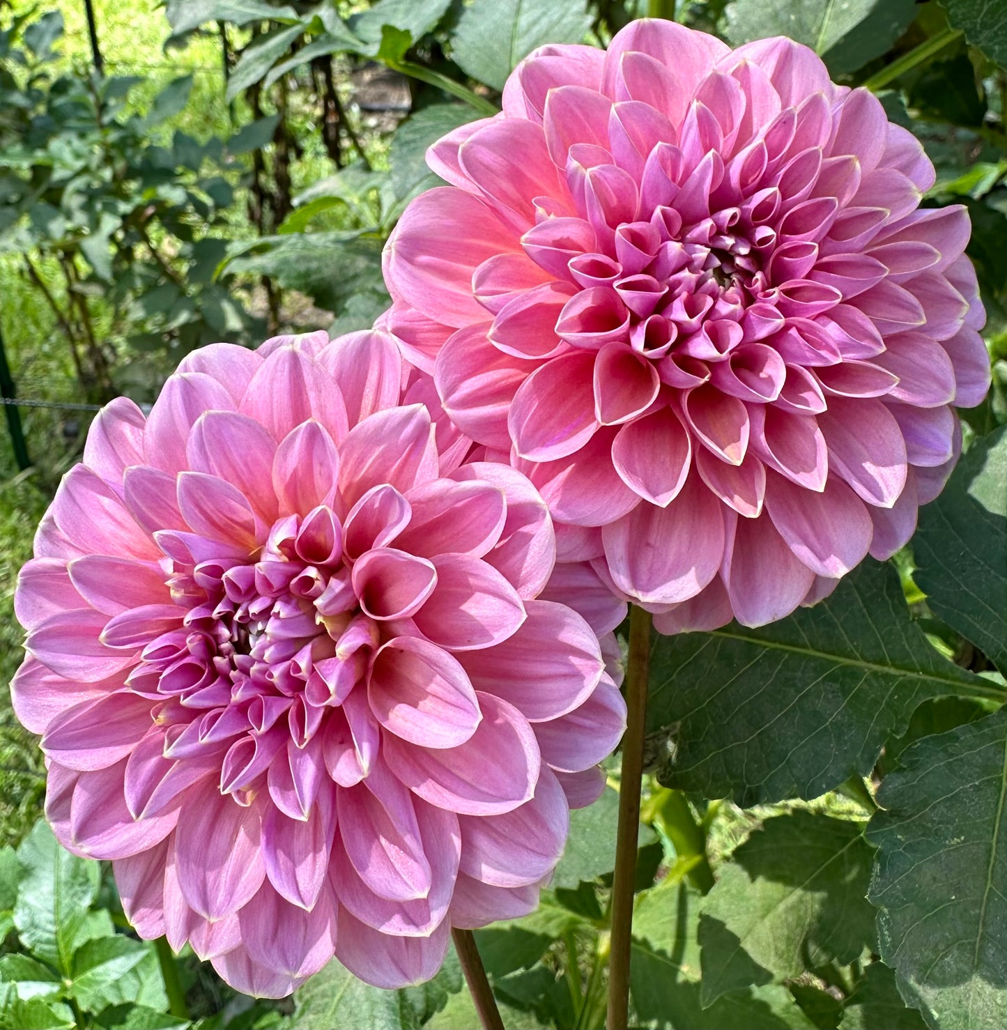 GC Pink Lemonade