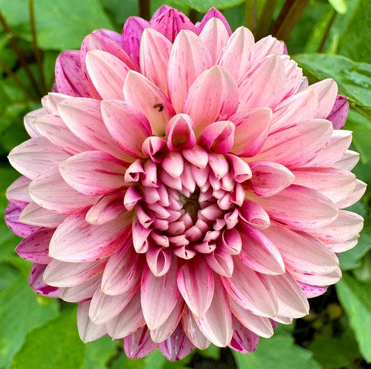 Strawberry Cream