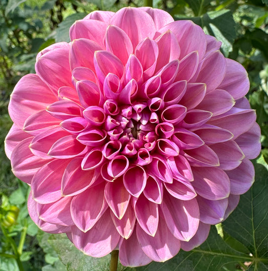 GC Pink Lemonade
