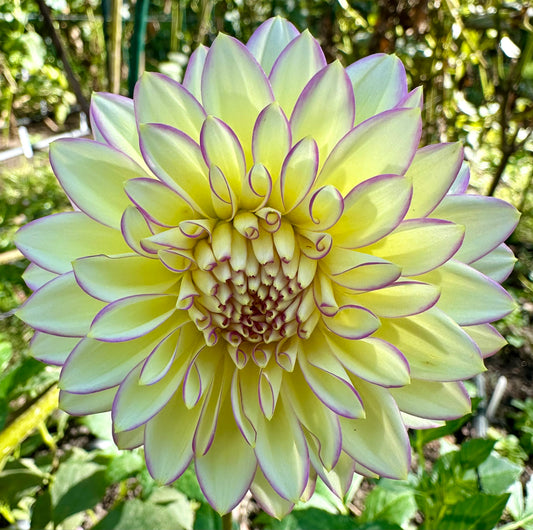 Bloomquist Blush
