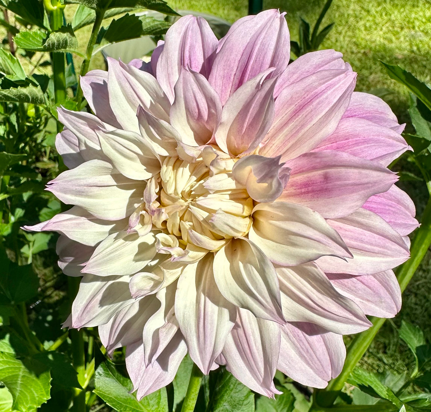 KA's Chiffon