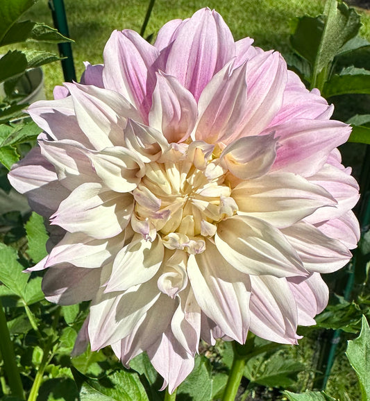 KA's Chiffon