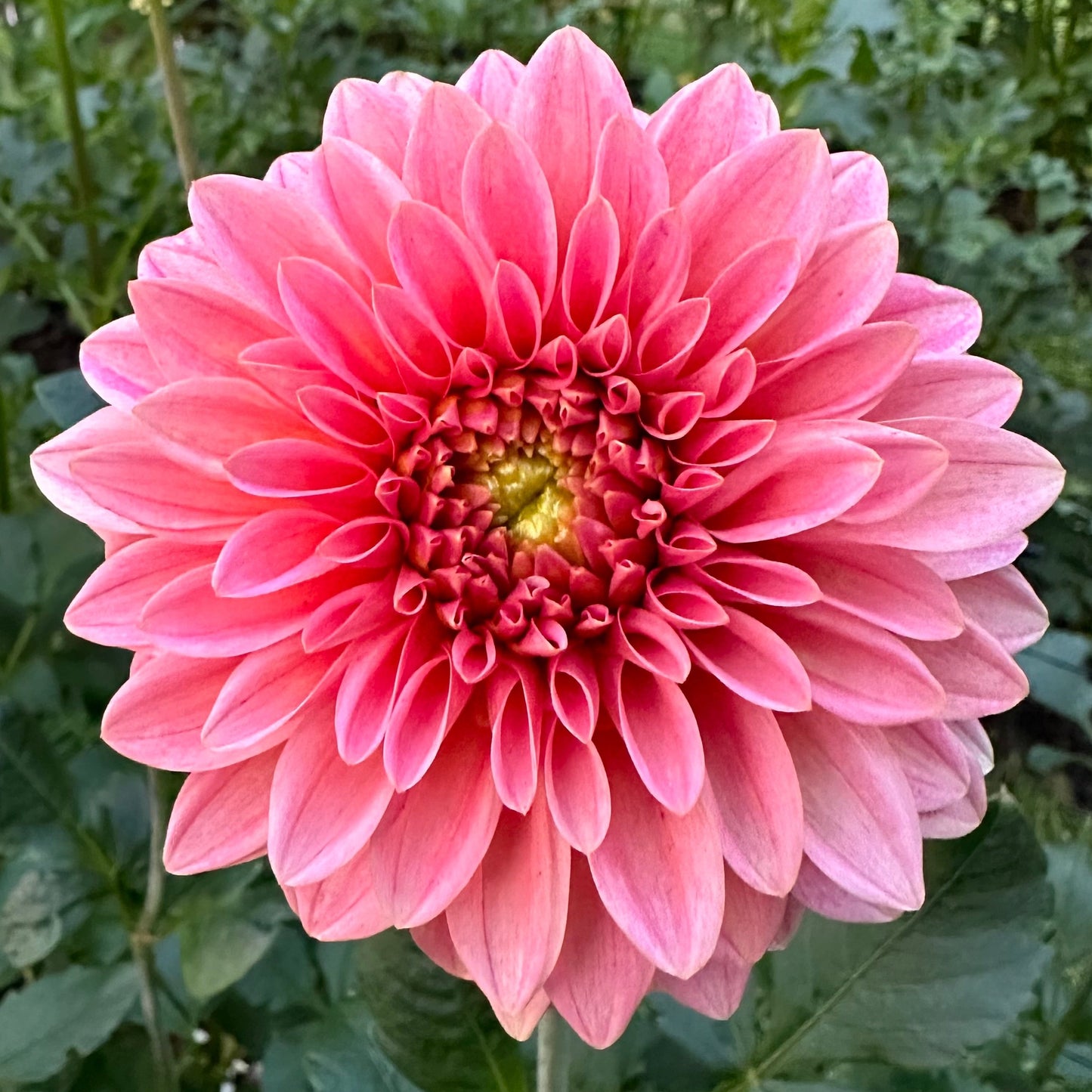 KA's Guava