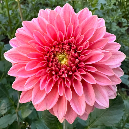 KA's Guava