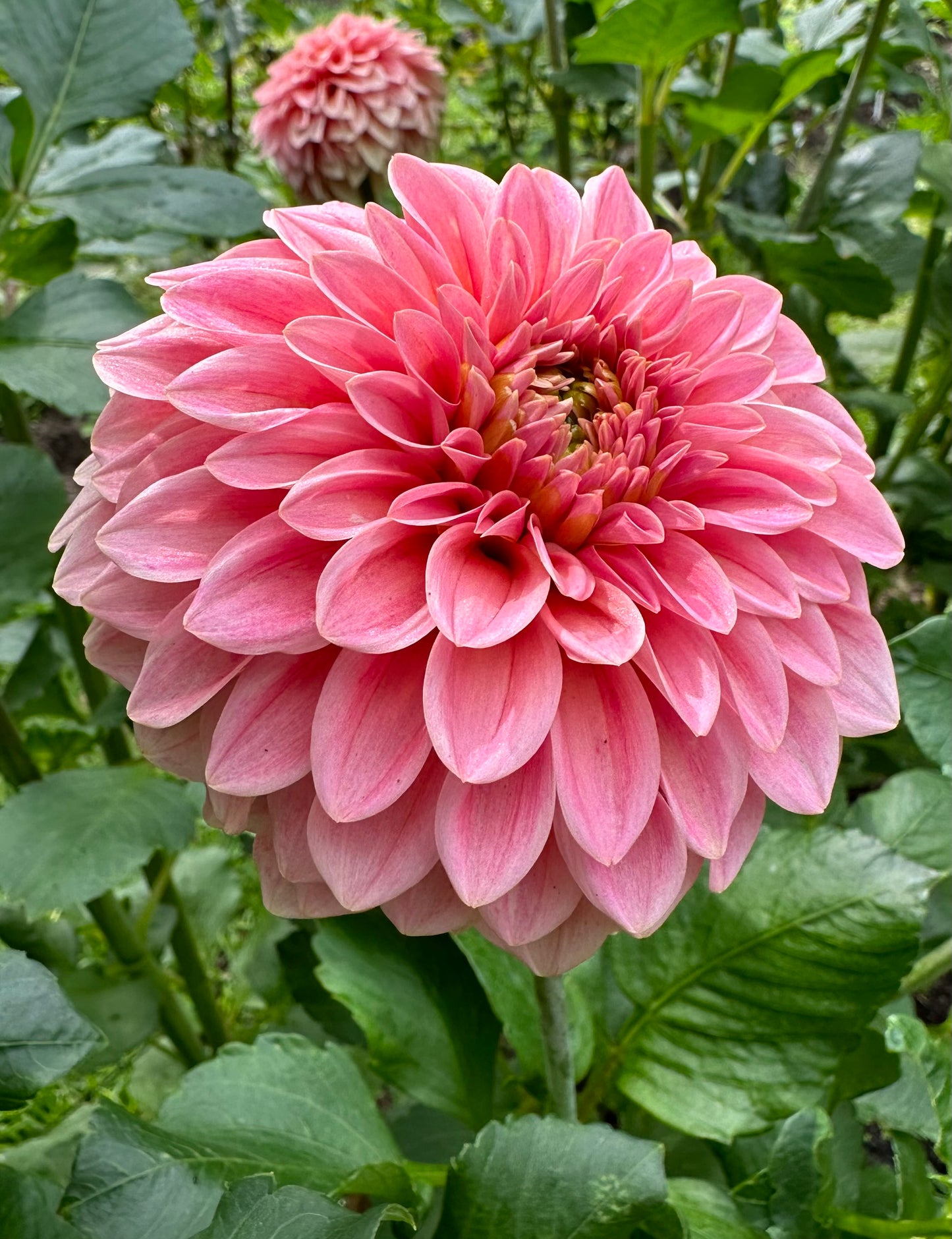 KA's Guava