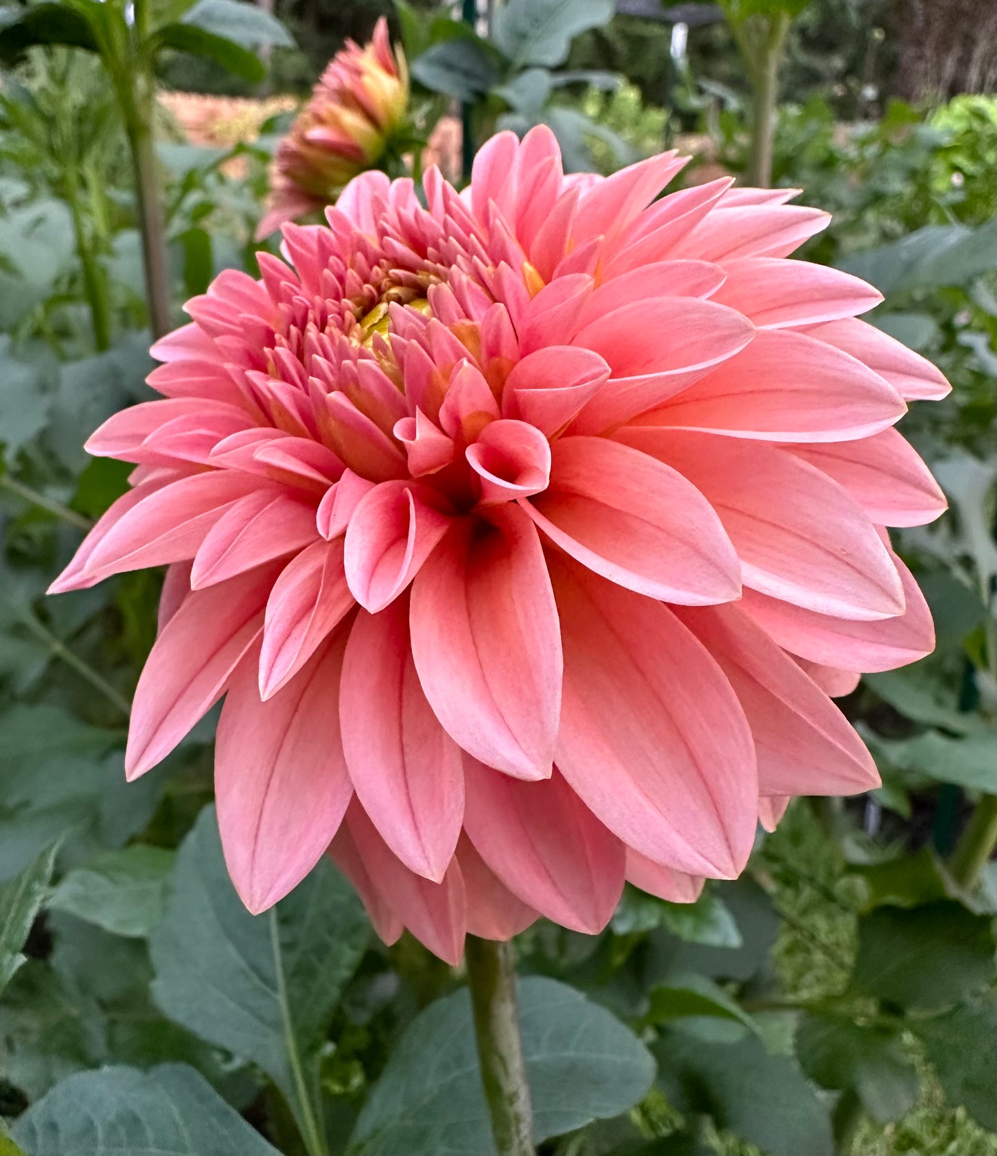 KA's Guava